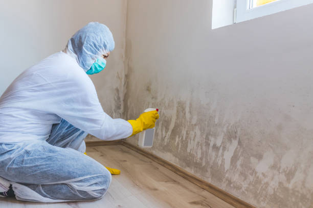Licensed Mold Inspection service in Lake Dallas, TX - WQB Mold Removal
